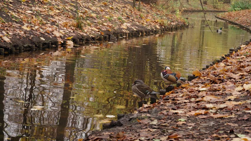 Mandarin Ducks in Autumn Park River, Perching Duck in Lake, November Meditative Video
