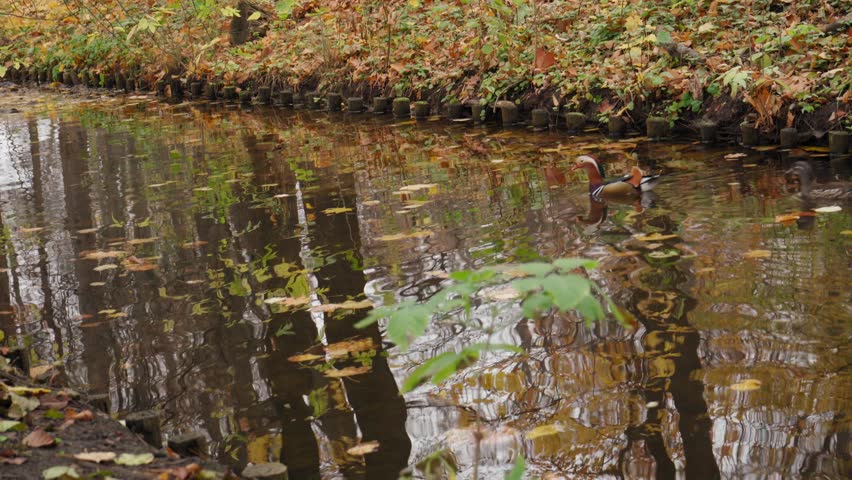 Mandarin Ducks in Autumn Park River, Perching Duck in Lake, November Meditative Video