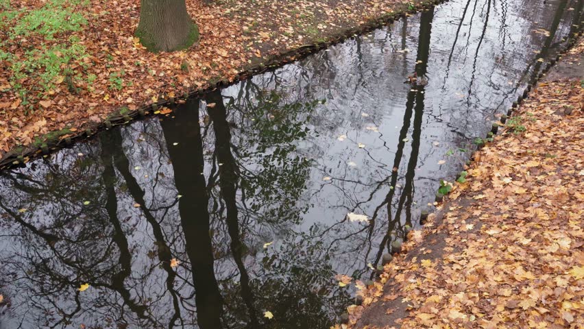 Mandarin Ducks in Autumn Park River, Perching Duck in Lake, November Meditative Video