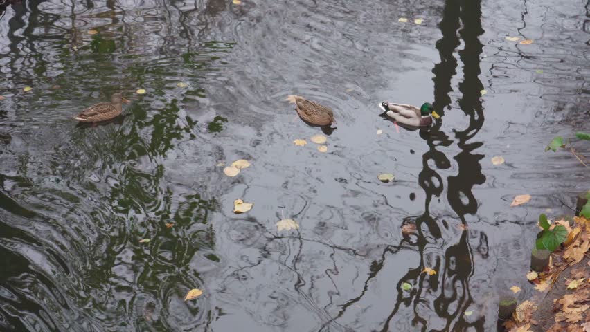 Ducks in Autumn Park River, Duck in Lake, November Meditative Video
