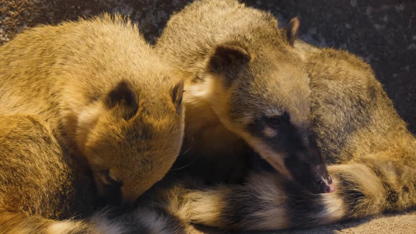 Two coatimundi resting together and looking around.