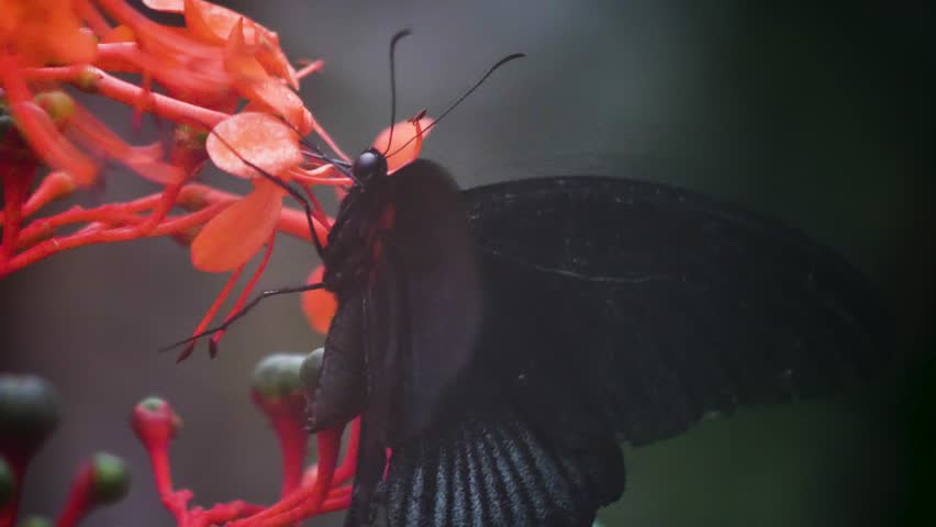 Macro shot of a Black mormon butterfly collecting nectar.