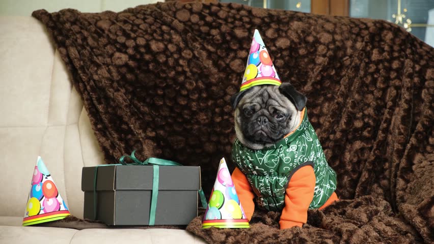 A pug in a festive cap looks around at a bouncing ball. | Shutterstock HD Video #1098589577