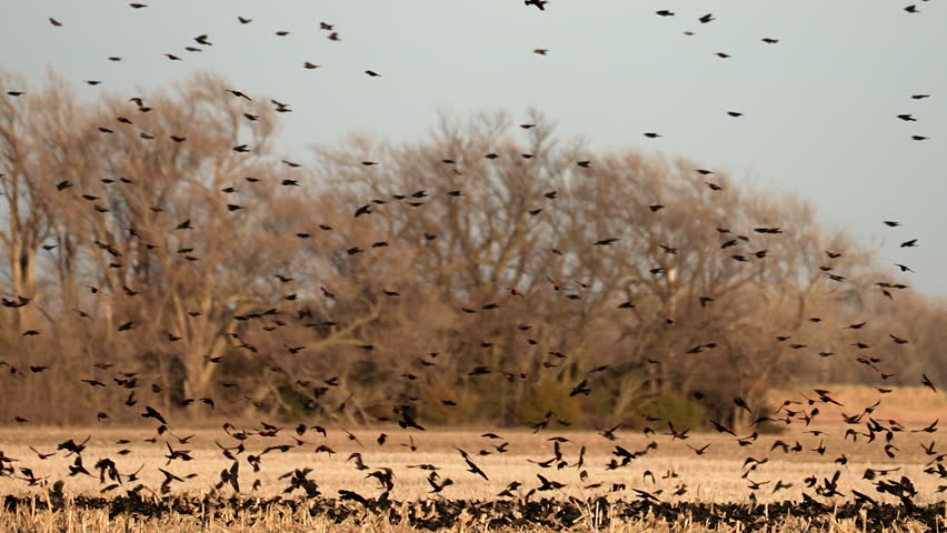 red winged blackbird flies upstream against the current against the flow of hundreds of other black birds flying in the opposite direction and landing in a stubble field