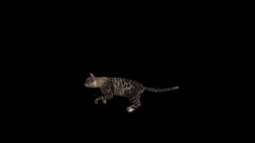 House Cat Transparent Alpha Video Animation