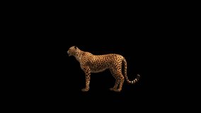 Cheetah Idle Looking Around Transparent Alpha Video Animation