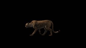 Cheetah Walking Transparent Alpha Video Animation