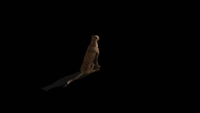 Cheetah Sitting Transparent Alpha Video Animation