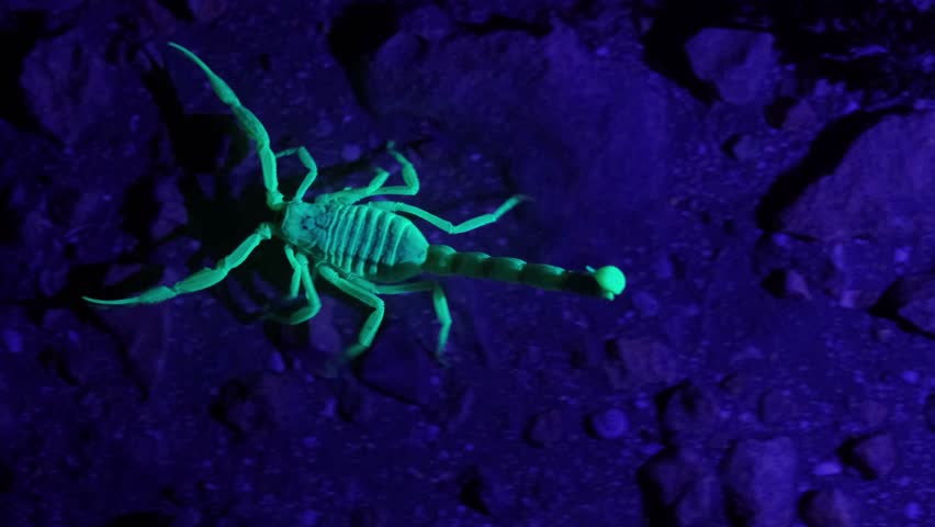 Yellow Scorpion illuminated by Ultraviolet light hunting among the rocks on the desert floor at night. Fluorescent scorpion. Dangerous yellow scorpion hunting at night. creepy scorpion at night.   Royalty-Free Stock Footage #1098599015