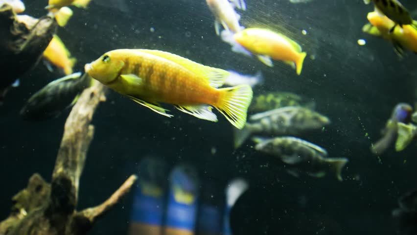 A group of Kenyi Cichlid fish (Pseudotropheus Lombardoi) swimming in an aquarium with a dark background and slightly cloudy water, is endemic to the rocky shores of Mbenji Island and Nkhomo reef Lake  | Shutterstock HD Video #1098599517