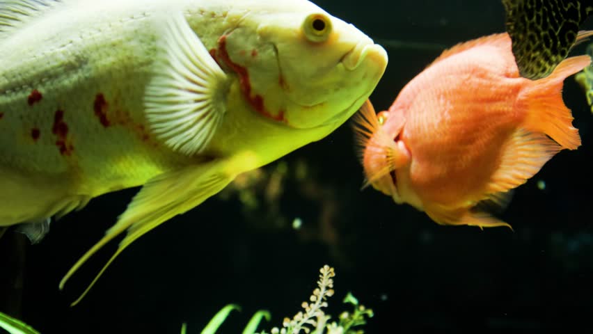 The oscar fish or Astronotus ocellatus is ivory yellow and has red spots swimming in slightly cloudy water. The oscar is one of the most popular cichlids in the aquarium hobby. | Shutterstock HD Video #1098599553