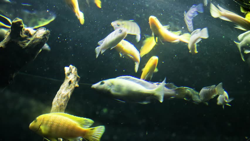 A group of Kenyi Cichlid fish (Pseudotropheus Lombardoi) swimming in an aquarium with a dark background and slightly cloudy water, is endemic to the rocky shores of Mbenji Island and Nkhomo reef Lake  | Shutterstock HD Video #1098599567
