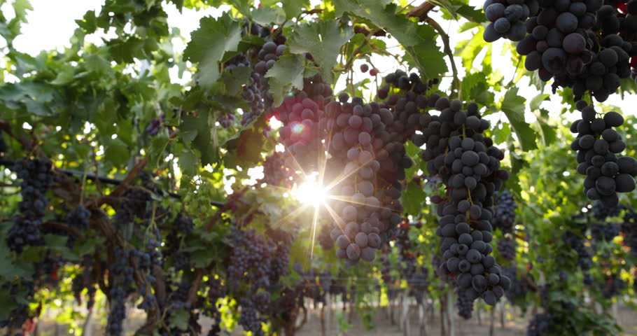Close up of a branch of ripe red grapes hanging from the branches ready to be harvested in the sun on a farm. Production of grapes for export and for the sale of sweet and ripe grapes on the market.