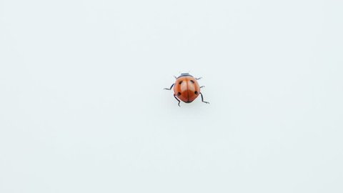 Ladybug looking around on the white background