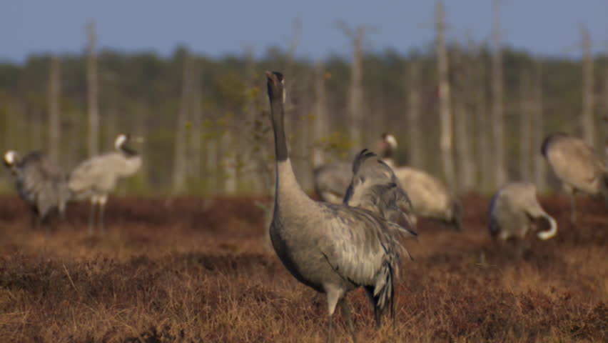 A group of cranes Grus grus feeds and rests in the marsh during spring migration. The course of the crane