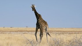 Giraffe walking away in savannah of Etosha, Namibia. Wild safari in Africa. Safari ride. A Game drive. Wildlife watching in the comfort 4WD open safari vehicle.