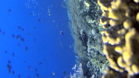 Vertical video of Underwater shot of healthy reef covered in various coral and tropical fishes