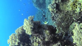 Vertical video of Underwater shot of healthy reef covered in various coral and tropical fishes