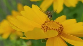 a bee sitting on a yellow fall flower