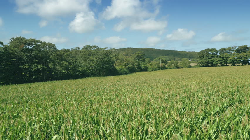 Sunny Field With Blue Sky Aerial Shot
