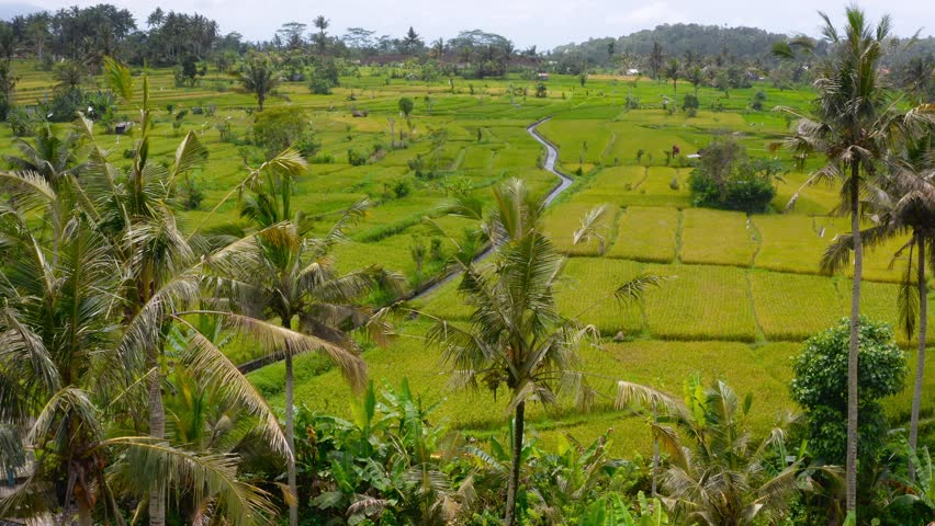Lush Greenery, Rolling Hills filled With Rice Paddies, Lined With coconut trees, Sidemen, Bali