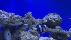 Clownfish in an aquarium decorated with corals in the aquarium.