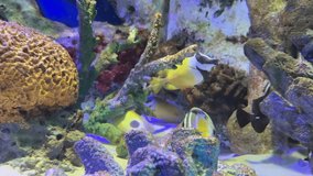 Clownfish in an aquarium decorated with corals in the aquarium.