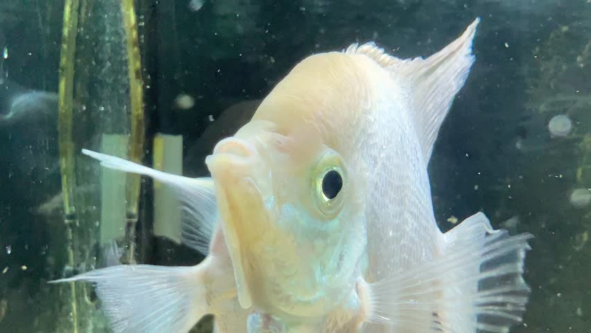Platinum White Freshwater Angelfish (Pterophyllum scalare)  kept in aquarium. | Shutterstock HD Video #1098623291