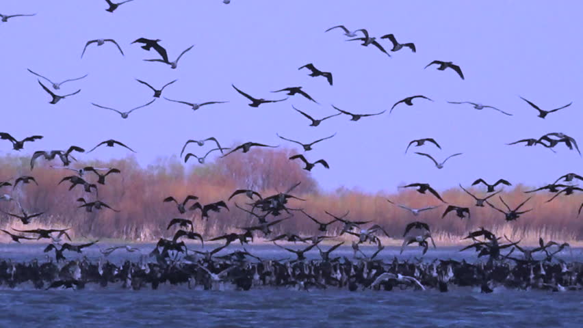 Flock of black cormorants together with seagulls take off from water. Watch a selection of shots from life of one big black cormorant (Phalacrocorax carbo) and her family to create a movie.