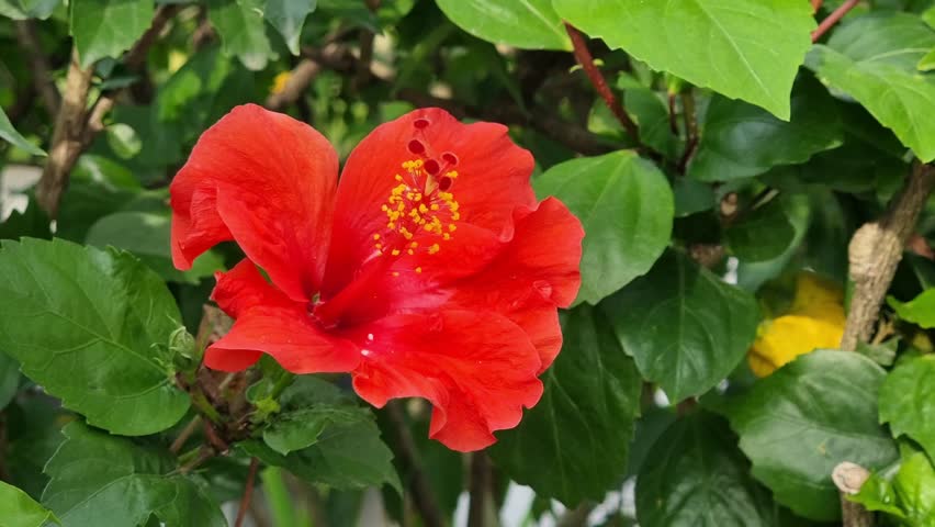 Hibiscus rosa sinensis flowers in the flower garden blown by the wind, beautiful flowers in residential gardens. Ornamental plants. Closeup flowers.  | Shutterstock HD Video #1098626479