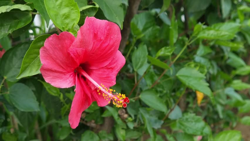 Hibiscus rosa sinensis flowers in the flower garden blown by the wind, beautiful flowers in residential gardens. Ornamental plants. | Shutterstock HD Video #1098626481