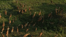 A herd of deer grazes early in the morning in the meadow. Deer breeding, deer paddock. Drone video 4K.