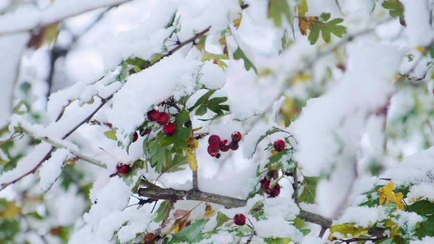 Hawthorn tree with red berries covered with the first snow. Crataegus rhipidophylla commonly known as hawthorn, quickthorn, thornapple, May-tree, whitethorn, Mayflower or hawberry on winter