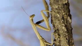 Vertical video, Close-up of praying mantis slowly hides behind branch on the grass and blue sky background. European mantis (Mantis religiosa)