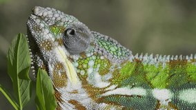 Vertical video, Closeup portrait of bright green chameleon on tree trunk next to leaves on sunny day, on trees background. Panther chameleon (Furcifer pardalis)