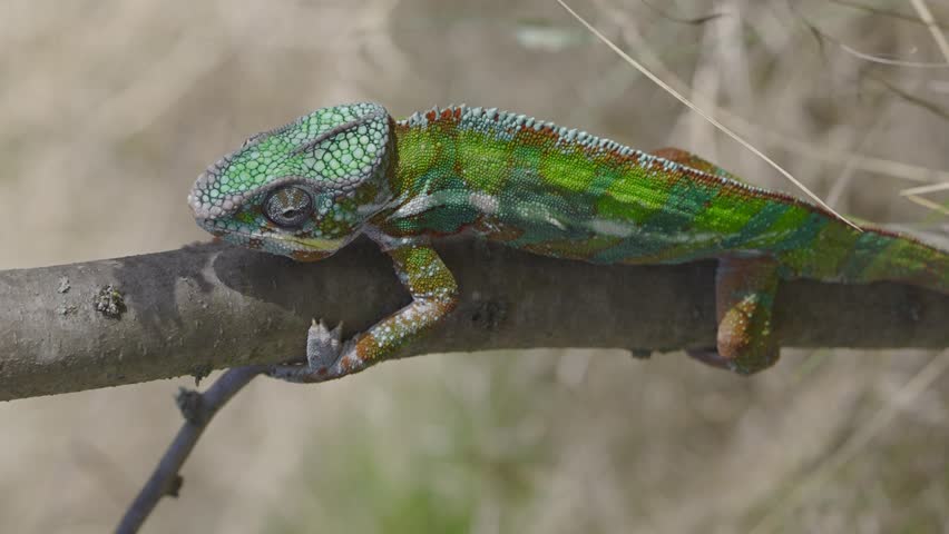 Vertical video, Closeup of green chameleon climbs up tree on sunny day. Panther chameleon (Furcifer pardalis). Royalty-Free Stock Footage #1098629889