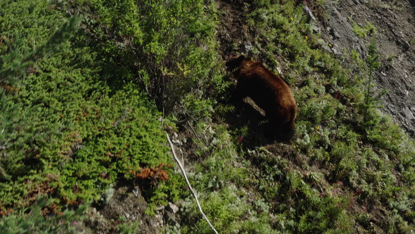 Brown bear climbing on a rock in the highlands. Brown bear on top of a rock covered with green vegetation in summer