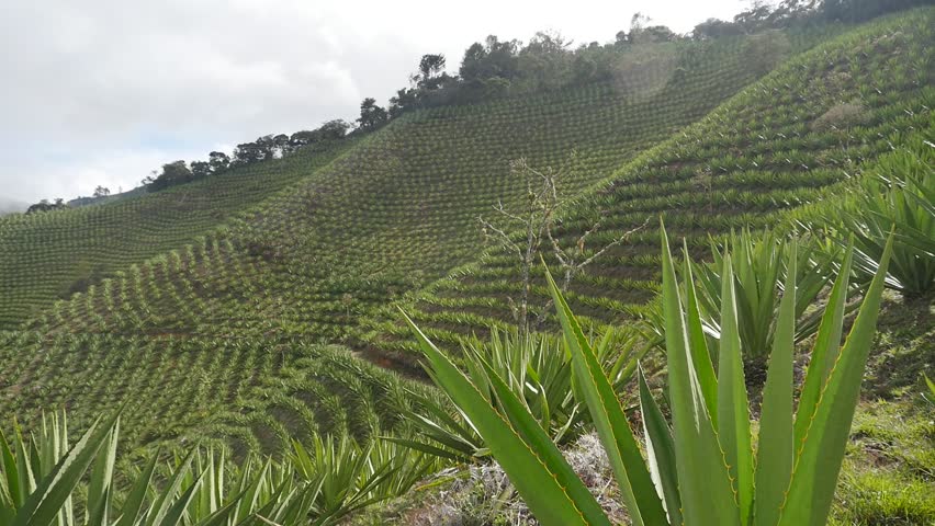 fique crops in the Andes mountains