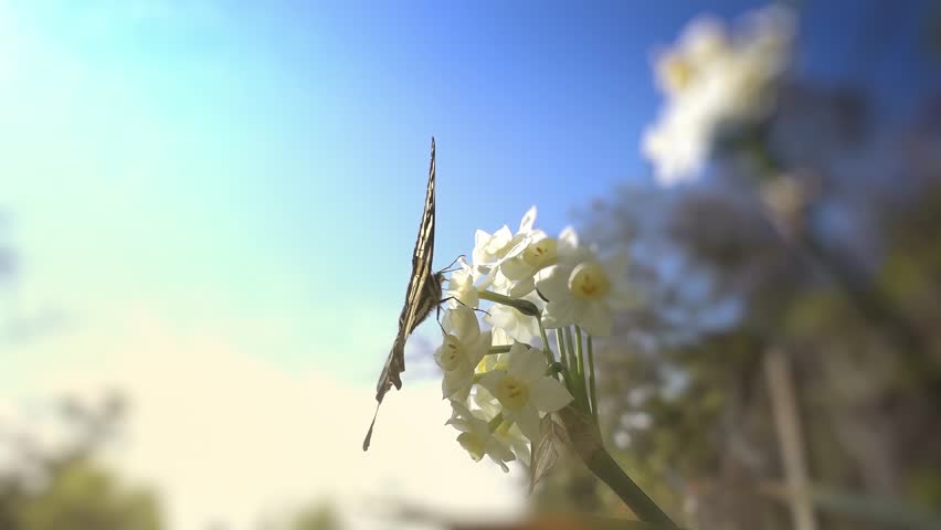 Three-tailed tiger swallowtail butterfly taking off flower and flying away into garden. Slow motion, 4K
