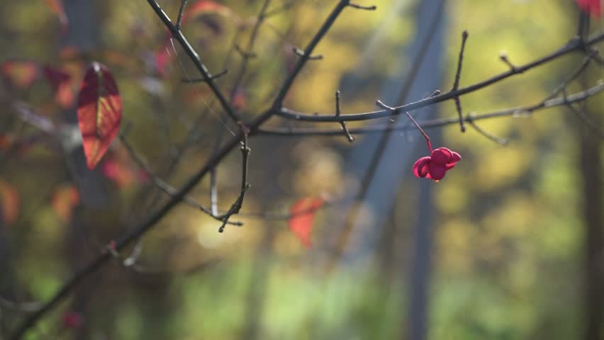 European spindle or common spindle (Euonymus europaeus) single fruit on a twig in autumn. Fall colors background. | Shutterstock HD Video #1098642799