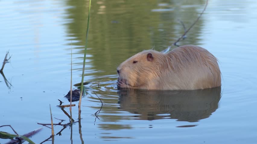 Nutria also known as Coypu (Myocastor coypus) eating food in a pond.  | Shutterstock HD Video #1098643069