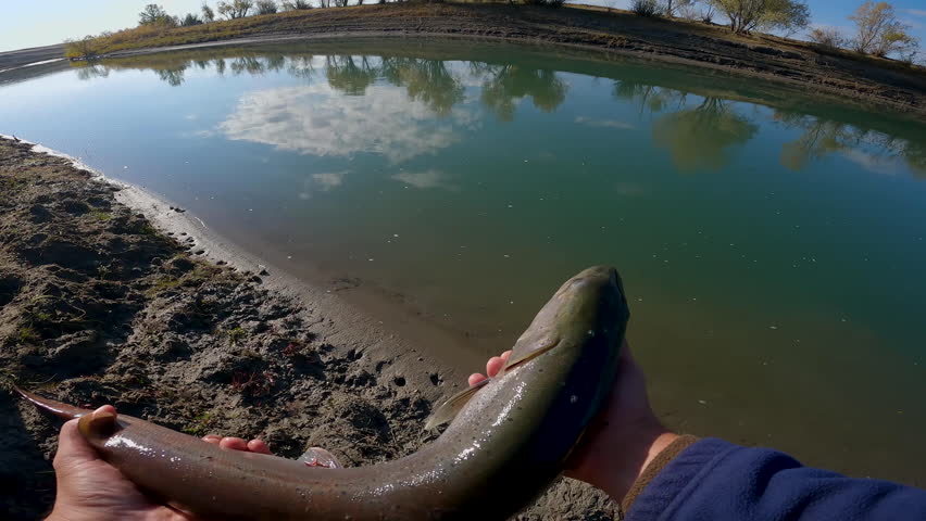 Fisherman releasing hucho taimen back into the river. Catch and release on a sunny day, freshwater fish.