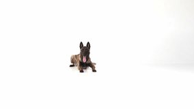 Smart, purebred Shepherd dog following commands, training, over white studio background. Good behaviour. Concept of domestic animals, care, companion, vet, motion, action, pet's love.