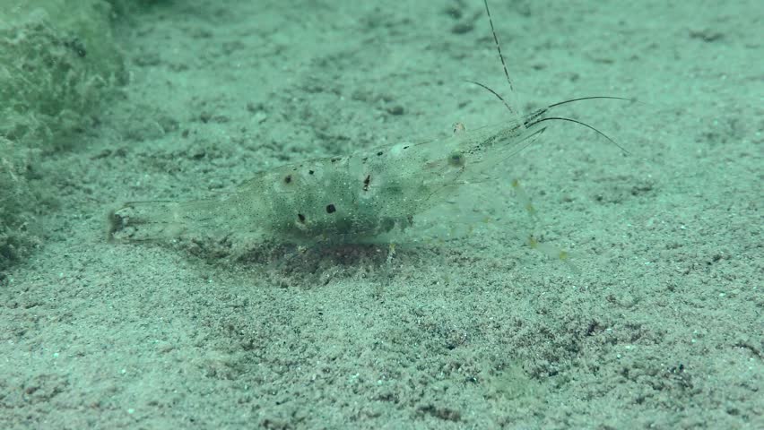 Reproduction Baltic prawn (Palaemon adspersus): female with eggs on the abdomen on the sandy bottom.