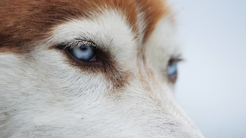 SLOW MOTION Closeup view of Siberian Husky with beautiful blue eyes. A breed of service sled dogs Royalty-Free Stock Footage #1098645977