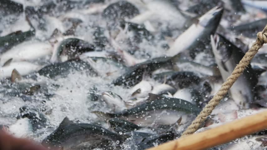 A slow motion shot of pink salmon splashing in a fishing net. Close-up of fish jumping out of the water. defocused Royalty-Free Stock Footage #1098645979