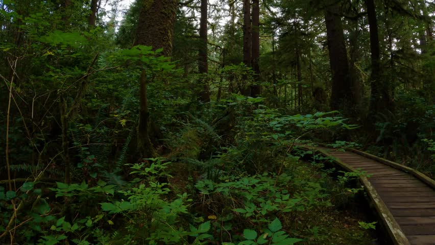Hiking Trail with Woman Hiking in the Rainforest. San Josef Bay, Cape Scott Provincial Park, Northern Vancouver Island, BC, Canada. Canadian Nature Background. Cinematic 4k