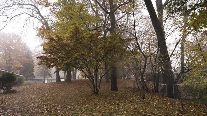 Slow Motion. Leaves falling front of a Dogwood Tree.