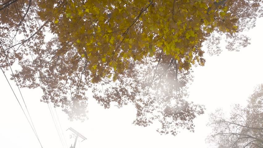 Foggy weather over changing oak leaves in October.