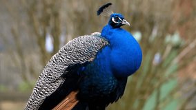 Beautiful Asian Peacock 4k Video